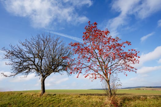 Rowan Berries tree (Sorbus aucuparia) against of blue sky