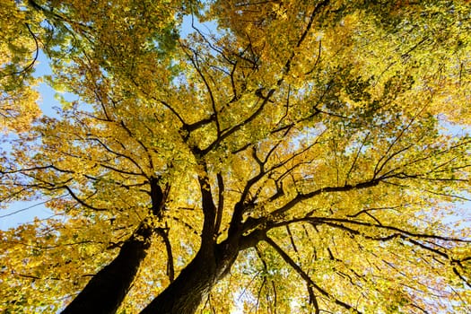 autumn colored trees on blue sky, view from ground to top