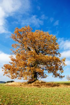 alone orange autumn tree on a green meadow and blue sky with clouds
