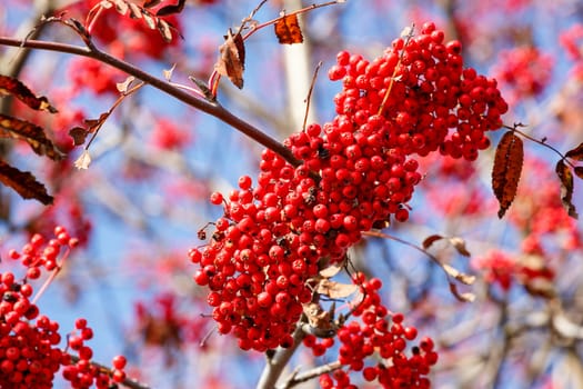 detail of Rowan Berries (Sorbus aucuparia) against of blue sky