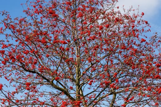 Rowan Berries tree (Sorbus aucuparia) against of blue sky