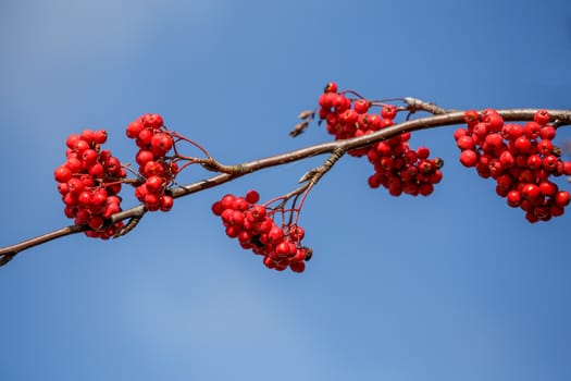 detail of Rowan Berries (Sorbus aucuparia) against of blue sky