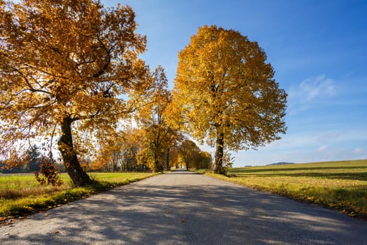 rural road in the autumn with yellow colored trees