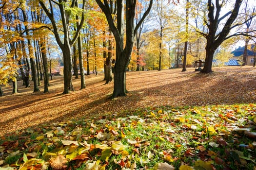 Autumn morning with sun and shadows in park