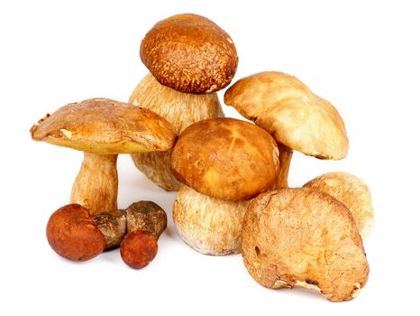 Heap of Fresh Ripe Porcini Mushrooms, Orange-Cap Boletus and Peppery Bolete isolated on white background