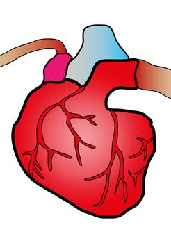 illustration of a heart cut in cardiovascular surgery