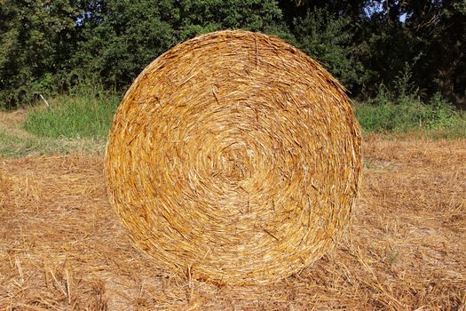 a stack of straw in a field of growing wheat crop