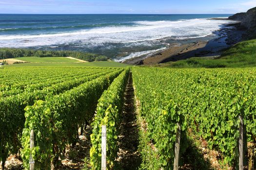 vineyard by the sea surrounded by a rugged coastline in summer under a blue sky