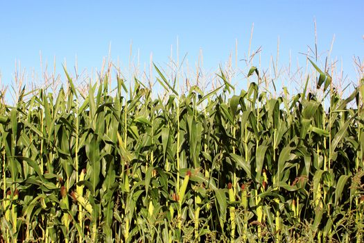 a corn field close up before the summer harvest