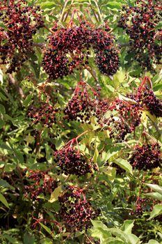 of elderberries in summer on its branches filled with leaves