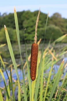 a flower of a reed in close-up near a lake in a park