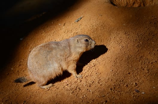 groundhog