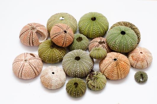 sea urchins