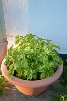 basil