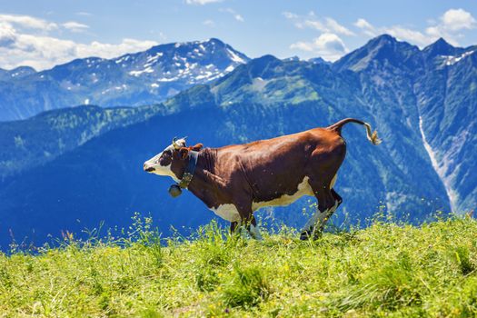 Cow running in french alps landscape