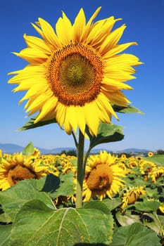 Sunflower on a background of blue sky