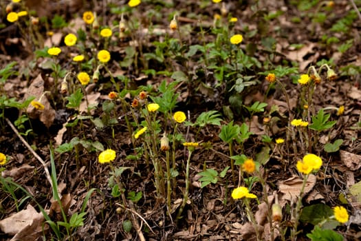 Small yellow flower on ground in sunny spring day
