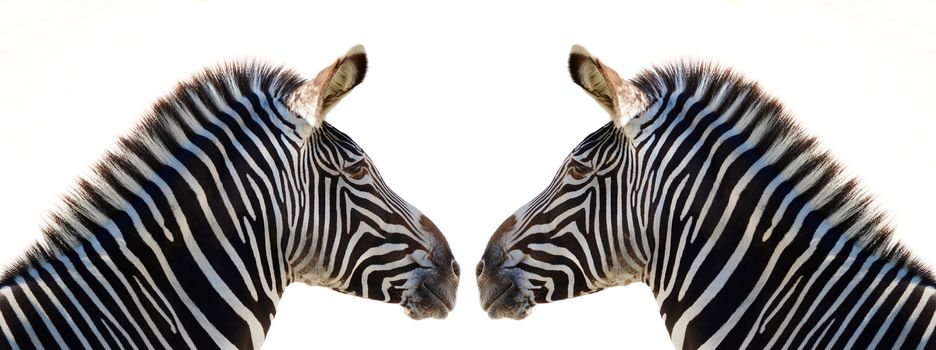 zebra