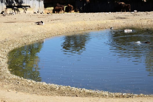 pond