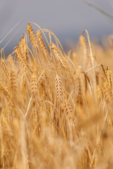 wheat field on a background of blue sky