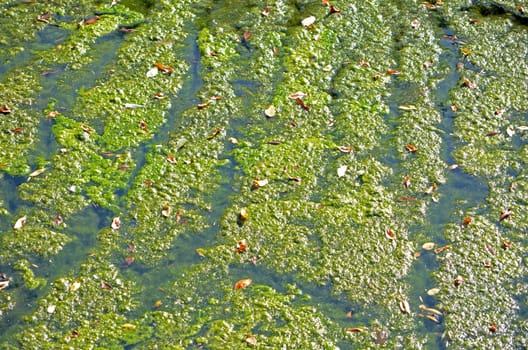 dirty water