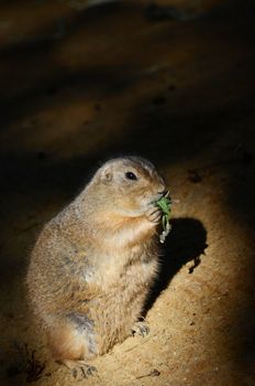 groundhog
