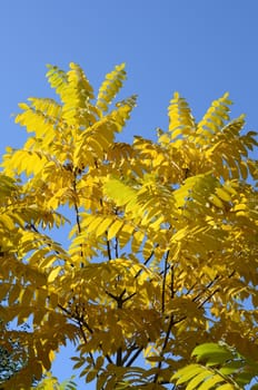 autumn