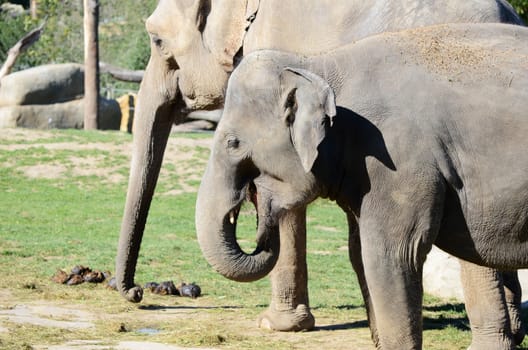 elephants