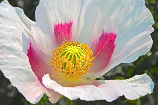 close up of poppy flower