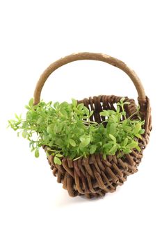 fresh garden cress in a basket on light background