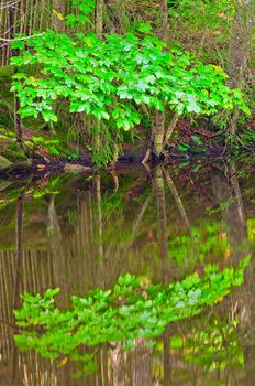 A tree with green leaves reflected in a surface of lake