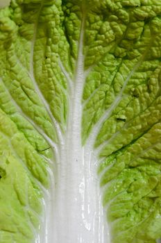 lettuce