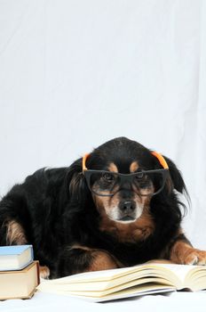 One intelligent Black Dog Reading a Book on a White Background