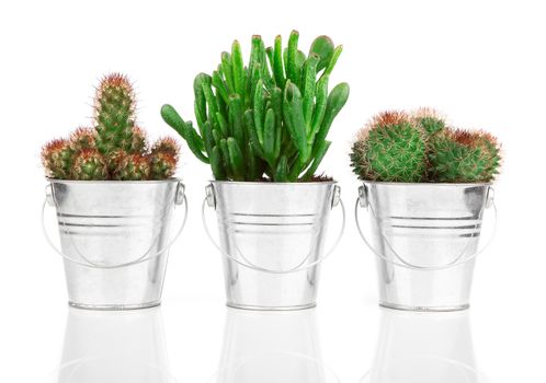 succulent cactus in a metal bucket, on white background