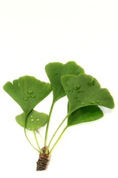 green ginkgo leaves against white background