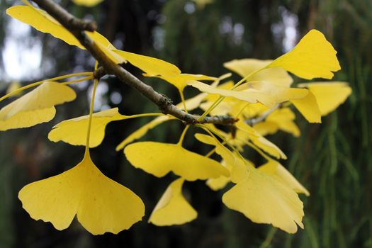 autumn ginkgo leaves on a bough