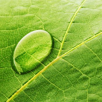 Water drop on fresh green leaf macro