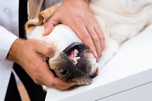 Photo veterinarian checks the teeth of a dog that is on the table