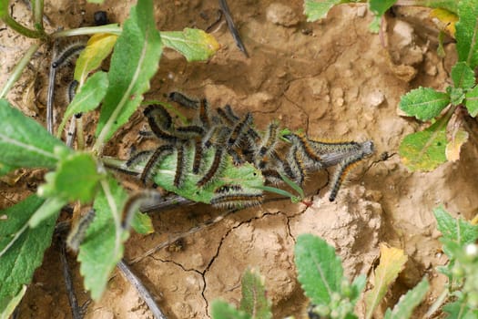 Lots of caterpillars eating leaves in the summer field