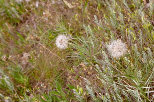 Several white dandelions on green grass
