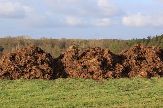 spreading a bunch of farm manure for organic agriculture