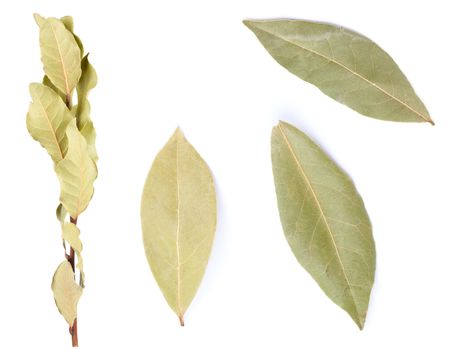 Dried bay leaves isolated on white