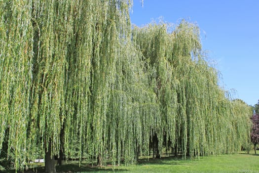 weeping willow in summer on blue sky background