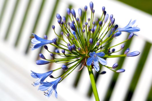 Agapanthus africanus (African lily)