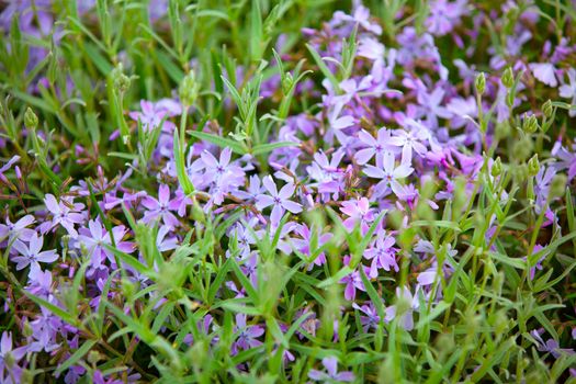 flower bed with blooming scilla flowers (Chionodoxa sardensis)