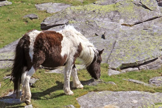 birth of a small horse pony in a meadow pottok