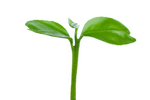 Plants of young citrus tree, on a white background