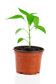 Plants of young paprika, in pot. on a white background