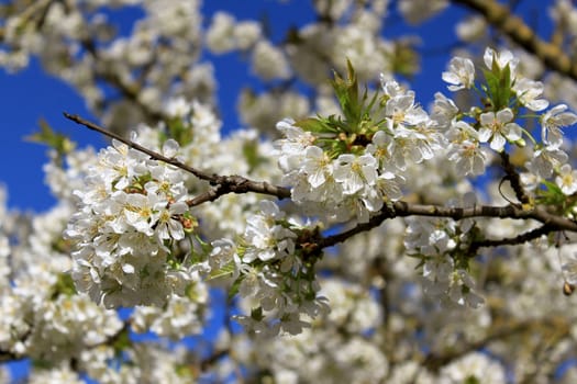 a cherry tree in spring with flowering white flowers and the appearance of the pistil