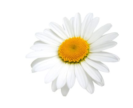 one camomile isolated on white background